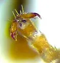 Cleptes rufigaster - photo 4