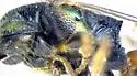 Cleptes rufigaster - photo 5