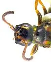 Cleptes speciosus - photo 4