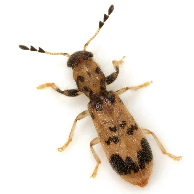 Checkered Beetles - photo 3