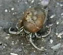 Thinstripe Hermit Crab