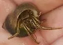 Thinstripe Hermit Crab - photo 2