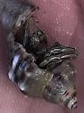 Thinstripe Hermit Crab - photo 3