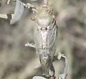 Clidophleps beameri - photo 2