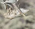 Clidophleps beameri - photo 3