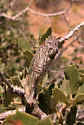 Clidophleps distanti