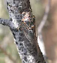 Clidophleps distanti - photo 4