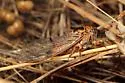 Clidophleps distanti - photo 5
