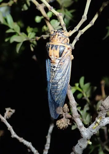 Clidophleps vagans