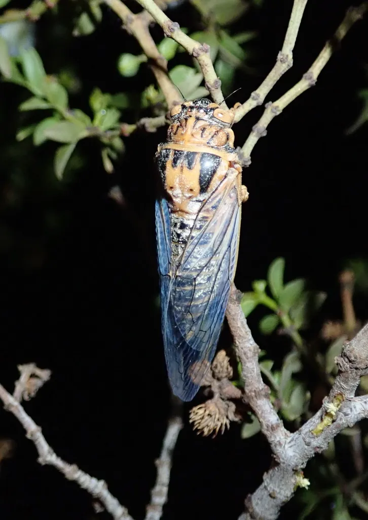 Clidophleps vagans - photo 2