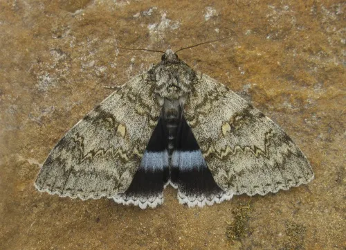 Clifden Nonpareil