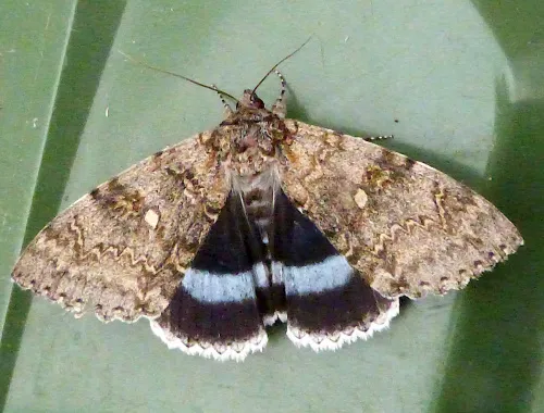 Clifden Nonpareil - photo 2