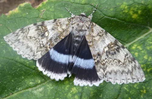 Clifden Nonpareil - photo 3
