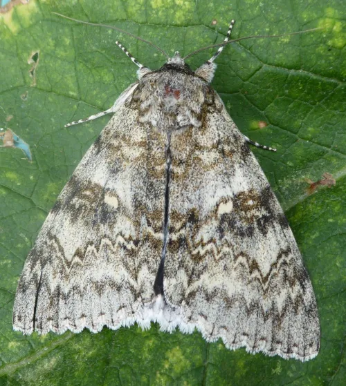 Clifden Nonpareil - photo 4