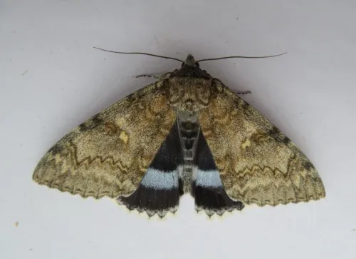 Clifden Nonpareil - photo 5