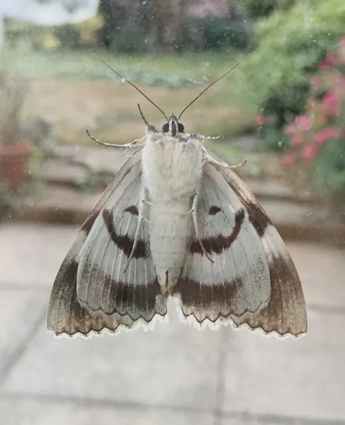 Clifden Nonpareil - photo 6