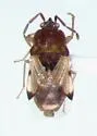 Cligenes distinctus - Cligenes distinctus