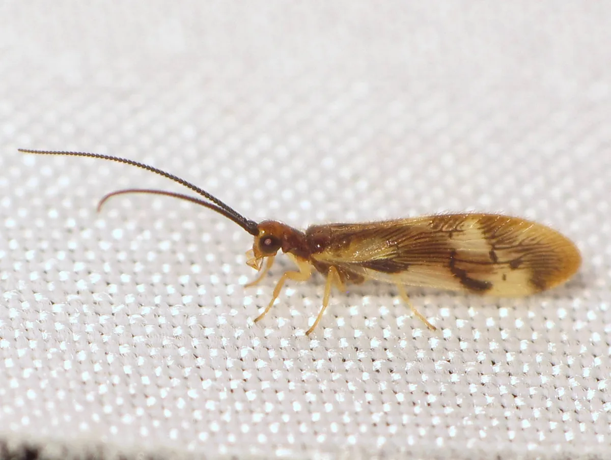 Climacia areolaris