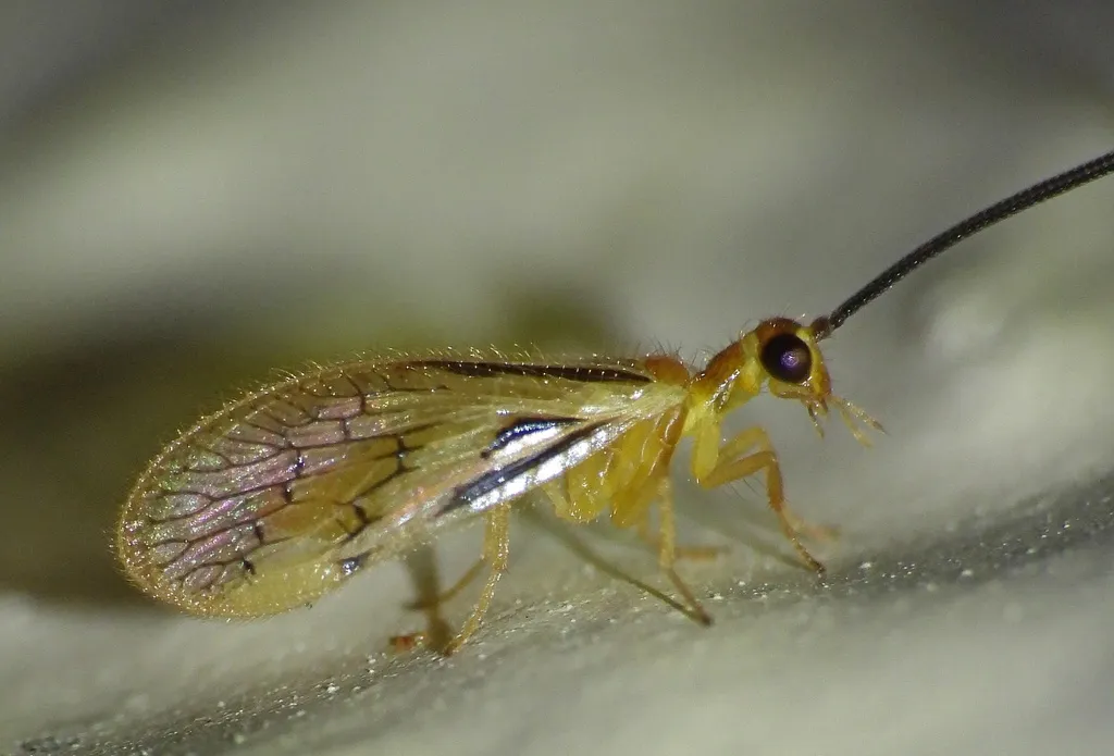 Climacia basalis - photo 2