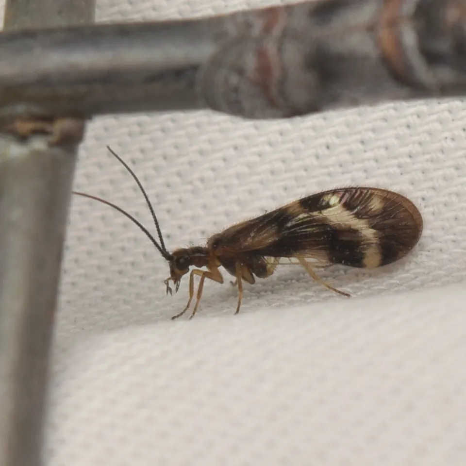 Climacia californica - photo 2