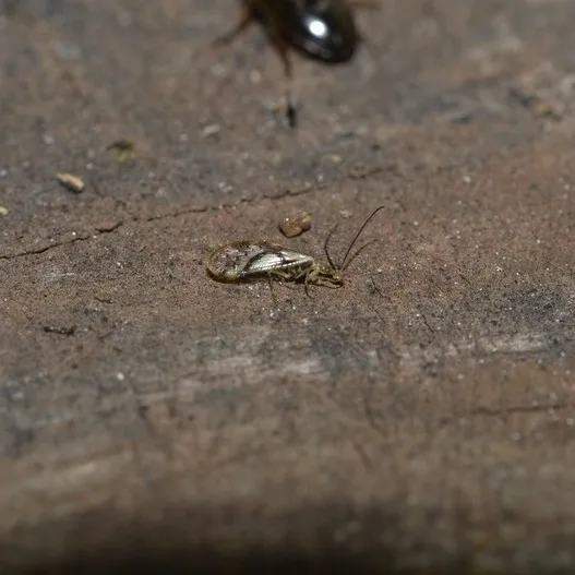 Climacia insolita