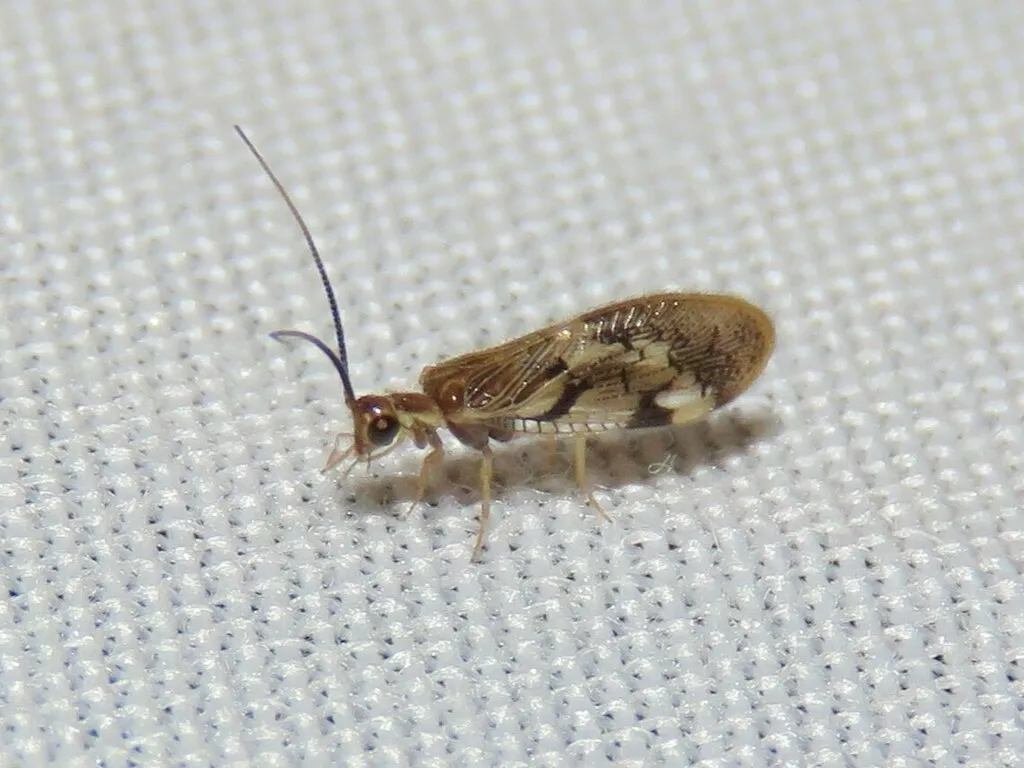 Climacia negrensis - photo 2