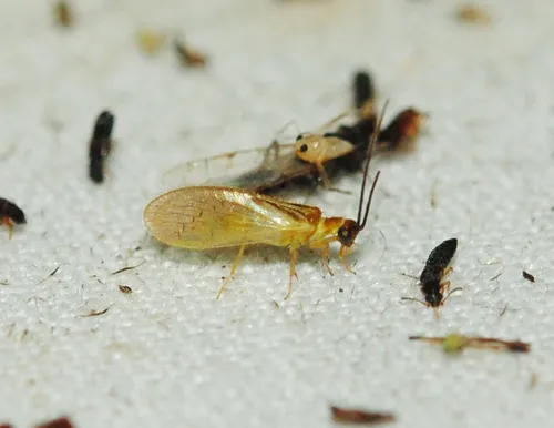 Climacia townesi