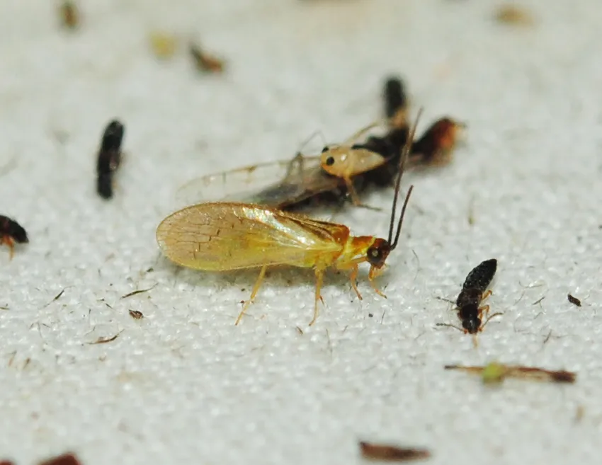 Climacia townesi - photo 2