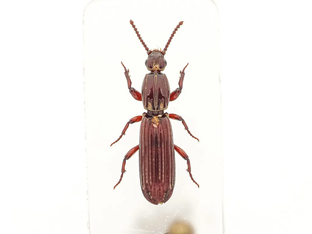 Clinidium apertum