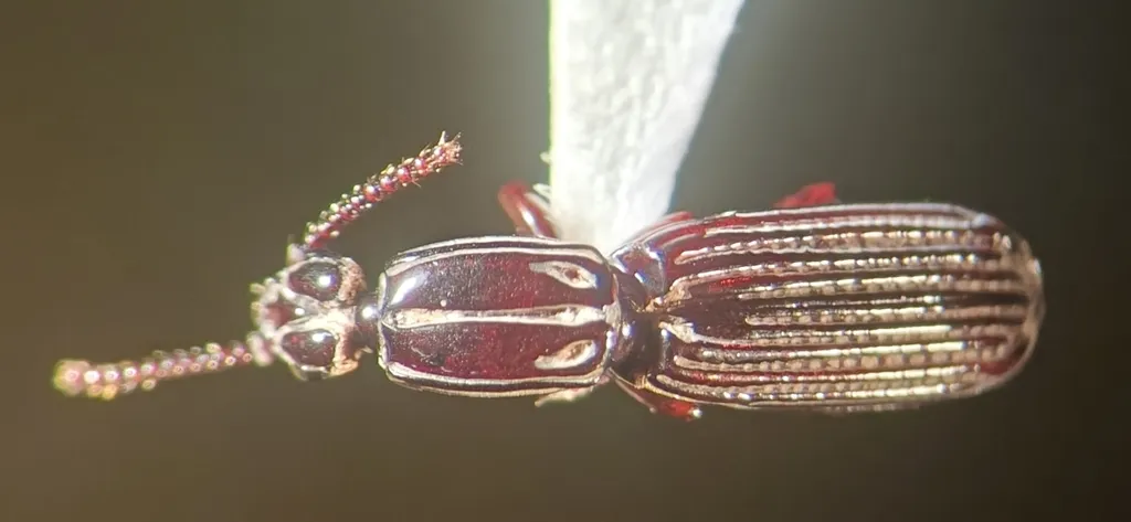 Clinidium baldufi - photo 3