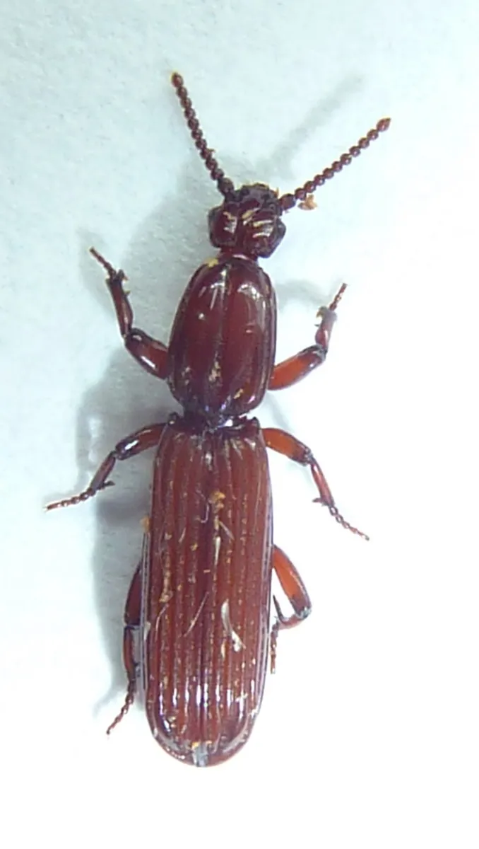 Clinidium calcaratum - photo 2