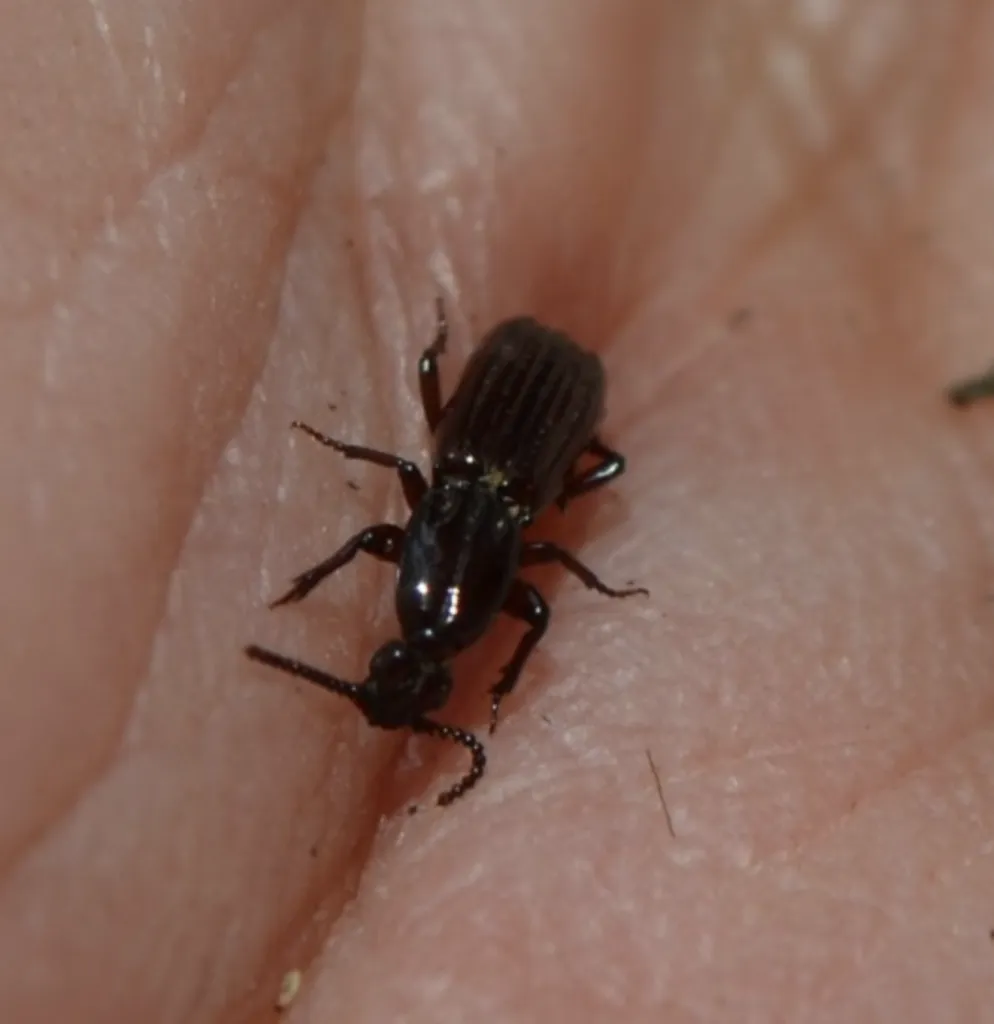 Clinidium canaliculatum - photo 2