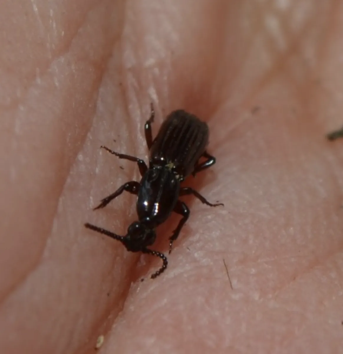 Clinidium canaliculatum - photo 3