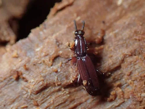 Clinidium veneficum