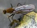 Clinocera binotata