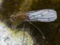 Clinocera binotata - photo 2