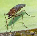 Clinocera binotata - photo 3