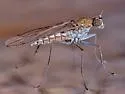 Clinocera binotata - photo 4