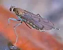 Clinocera binotata - photo 5
