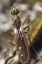 Clinocera lineata