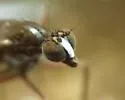 Clinocera lineata - photo 2