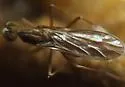 Clinocera lineata - photo 3