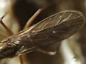 Clinocera lineata - photo 4