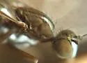 Clinocera lineata - photo 5