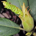 Clinodiplosis rhododendri