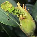 Clinodiplosis rhododendri - photo 2