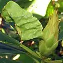 Clinodiplosis rhododendri - photo 3