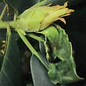 Clinodiplosis rhododendri - photo 4