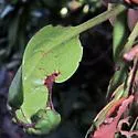 Clinodiplosis rhododendri - photo 5