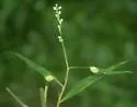 Undescribed Persicaria Leafroller - photo 2